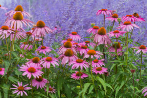 Purple coneflower, Echinacea purpurea, and blue diamond, Perovskia abrotanoides, flower meadow Purple coneflower, Echinacea purpurea, and blue diamond, Perovskia abrotanoides, flower meadow
